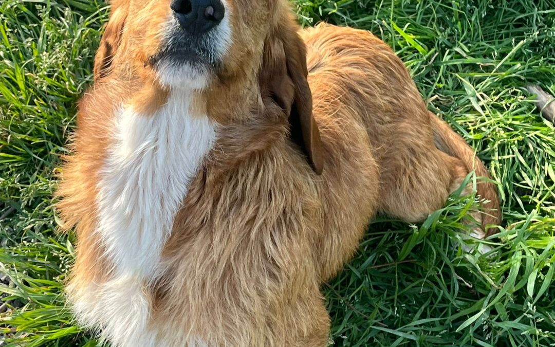 Flynn
